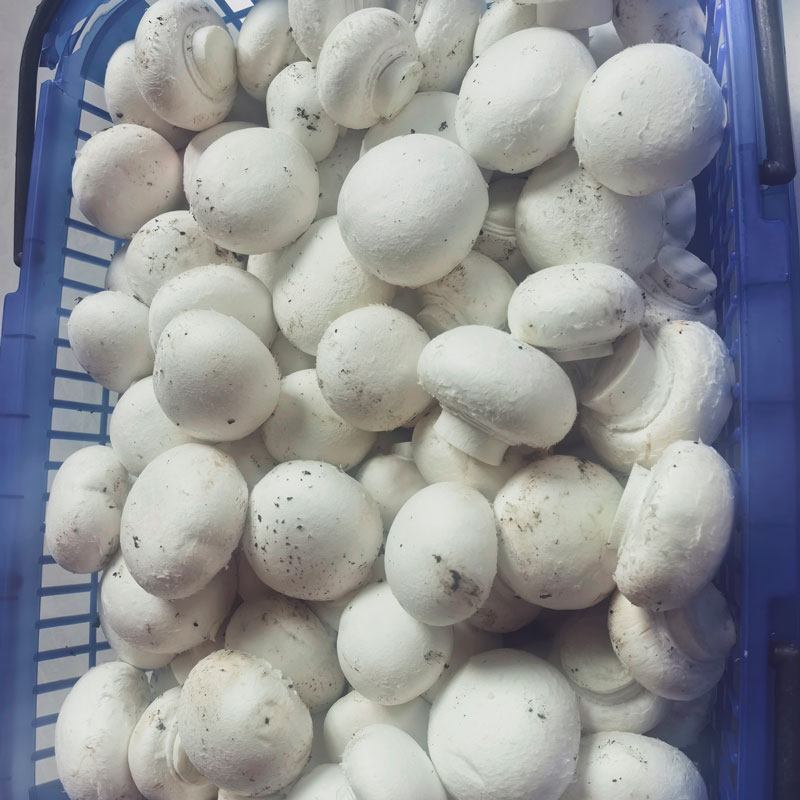 Отборные двуспоровые шампиньоны