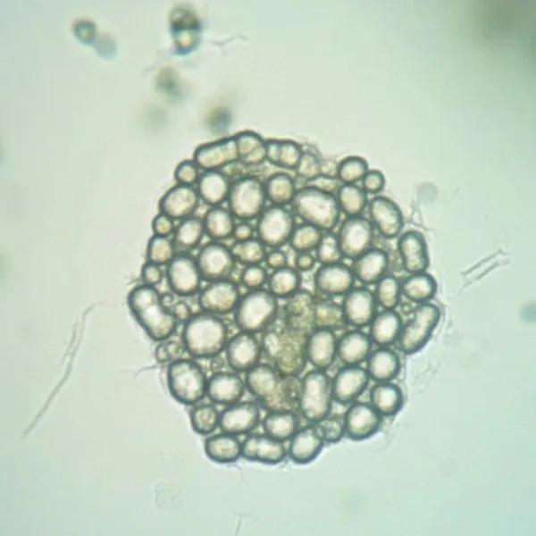 [Перепост] Причины гибели бактерий в биохимических системах и меры профилактики!