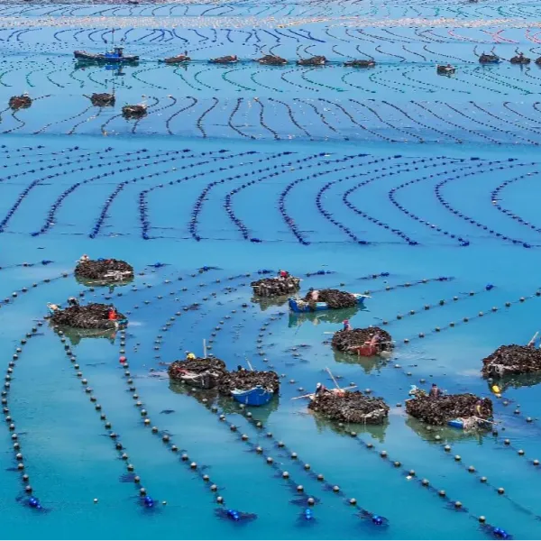 【Перепост】Новый закон о рыболовстве дает шанс окружающей среде, контроль загрязнения аквакультуры вступает в «момент инноваций» | Water Circle