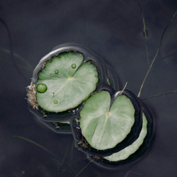 Технология MABR прокладывает «капилляры» в водной среде, решая проблемы очистки прудов и каналов