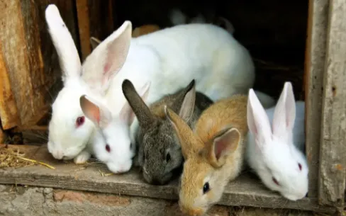 Мелкие мясные кролики поддерживают «зонтик благосостояния» — отрасль мясного кролиководства уезда Тунцзян вносит вклад в возрождение сельских районов.