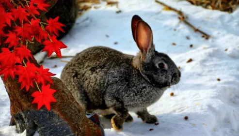 710a121973e5a558232de21107be8b82