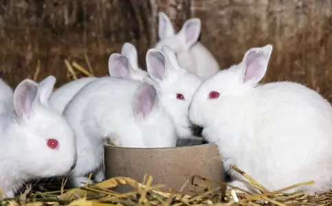 Политика и наука — двойной двигатель: кролиководство России вступает в новую эпоху качественного развития