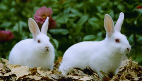 8e893c7765e5bb7fd4b048ca5027d8ac