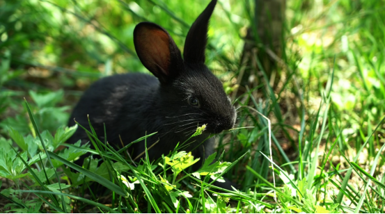 934d4cd807f80e2d647b3ee3baa76ee8