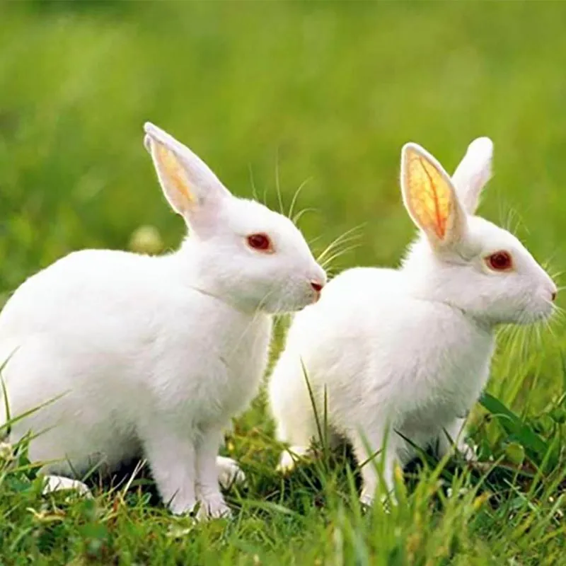 Мелкие мясные кролики поддерживают «зонтик благосостояния» — индустрия мясного кролиководства ускоряет свое развитие.