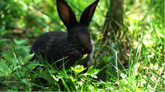 aafa444c379f6fe4edcbda103f865ac3