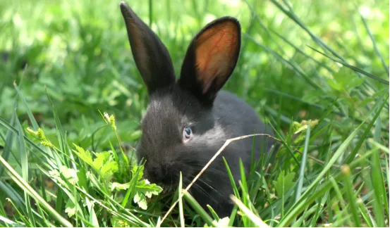 dc83a70e0e4da9334c2108c232b5e914