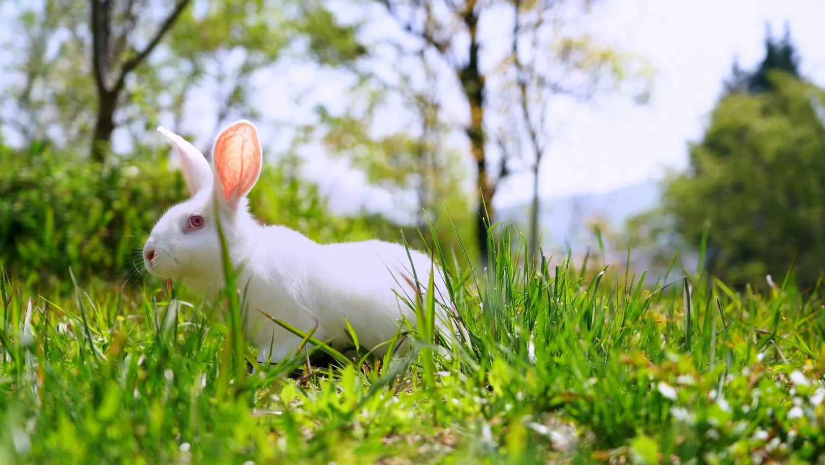 Индустрия кроличьего мяса незаметно развивается: его высокая питательная ценность и экологичность открывают новый экономический путь, приносящий миллиарды долларов.1