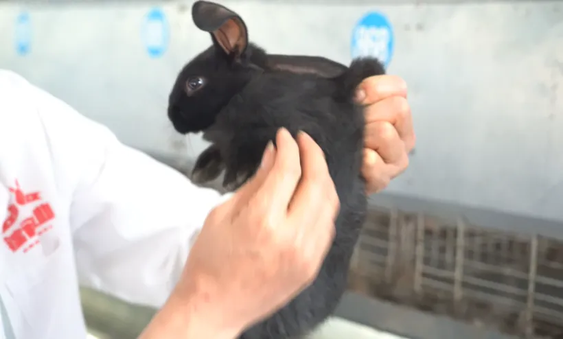 Мясо кролика, обогащенное селеном