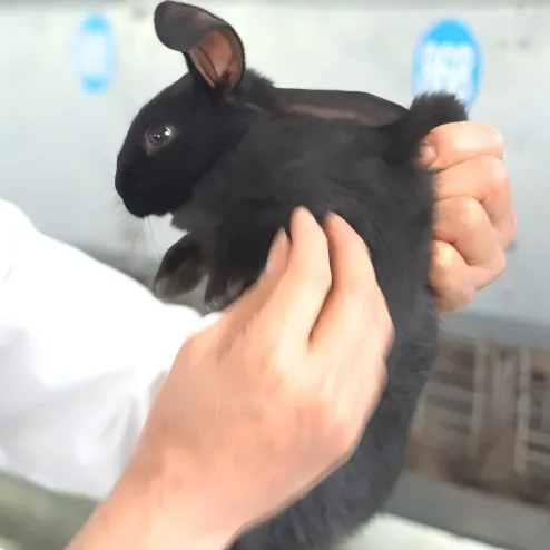 Экспорт мяса кролика из Тунцзяна, богатого селеном