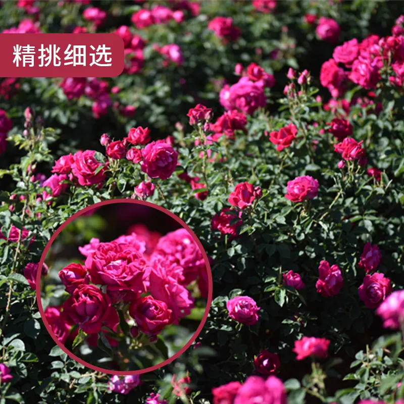 375 мл розового вина