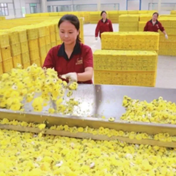 Винодельческая промышленность с женьшенем строит фундамент промышленности, от полей до винодельческих хозяйств, делая лекарственные изобретения