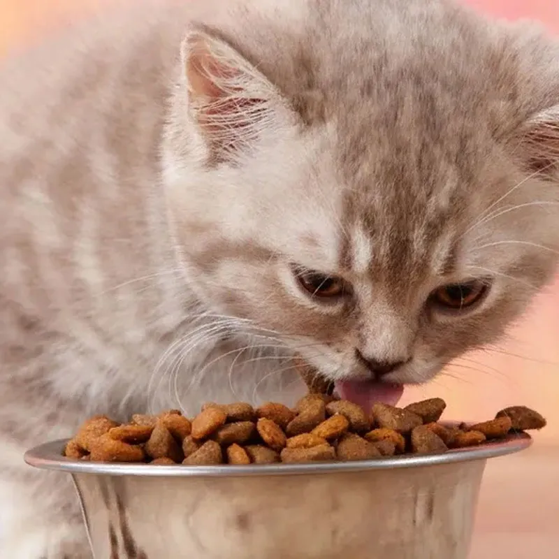 Корм для кошек