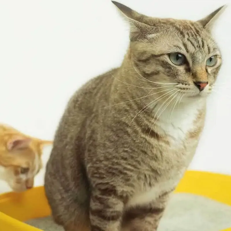 Наполнитель для кошачьего туалета