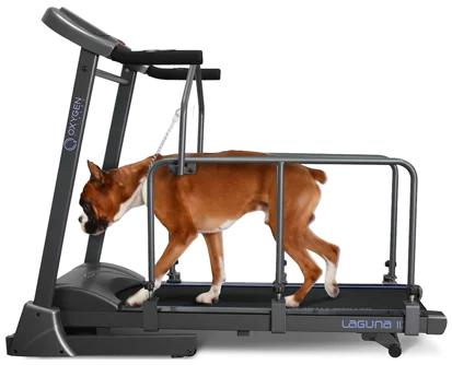 Как выбрать беговую дорожку для собак крупных пород: топ-5 моделей 2024