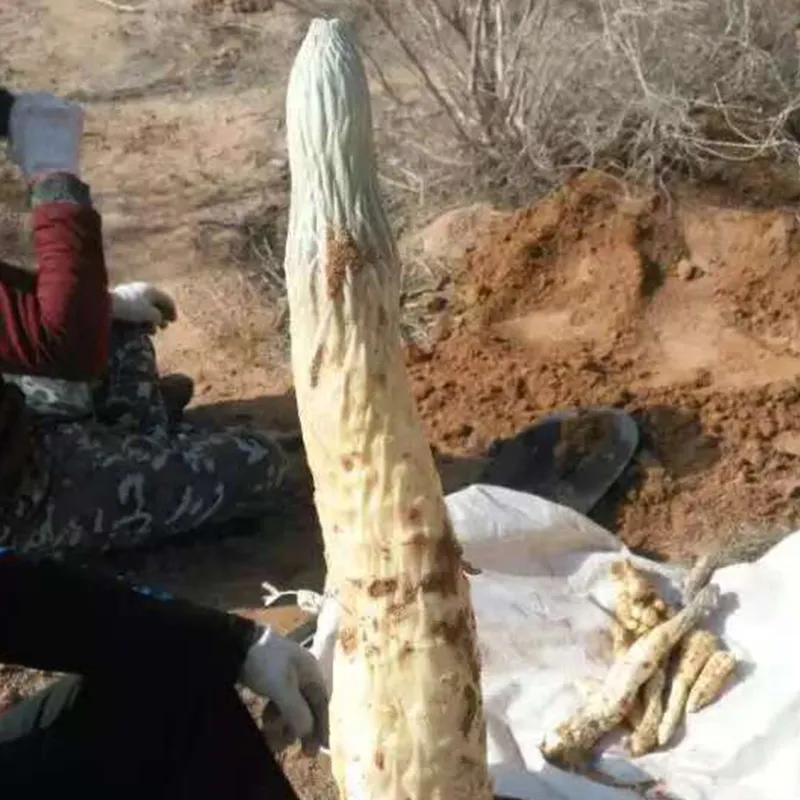 Дикий корень цистанхе