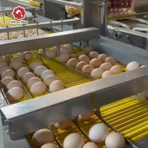 оборудование для упаковки яиц