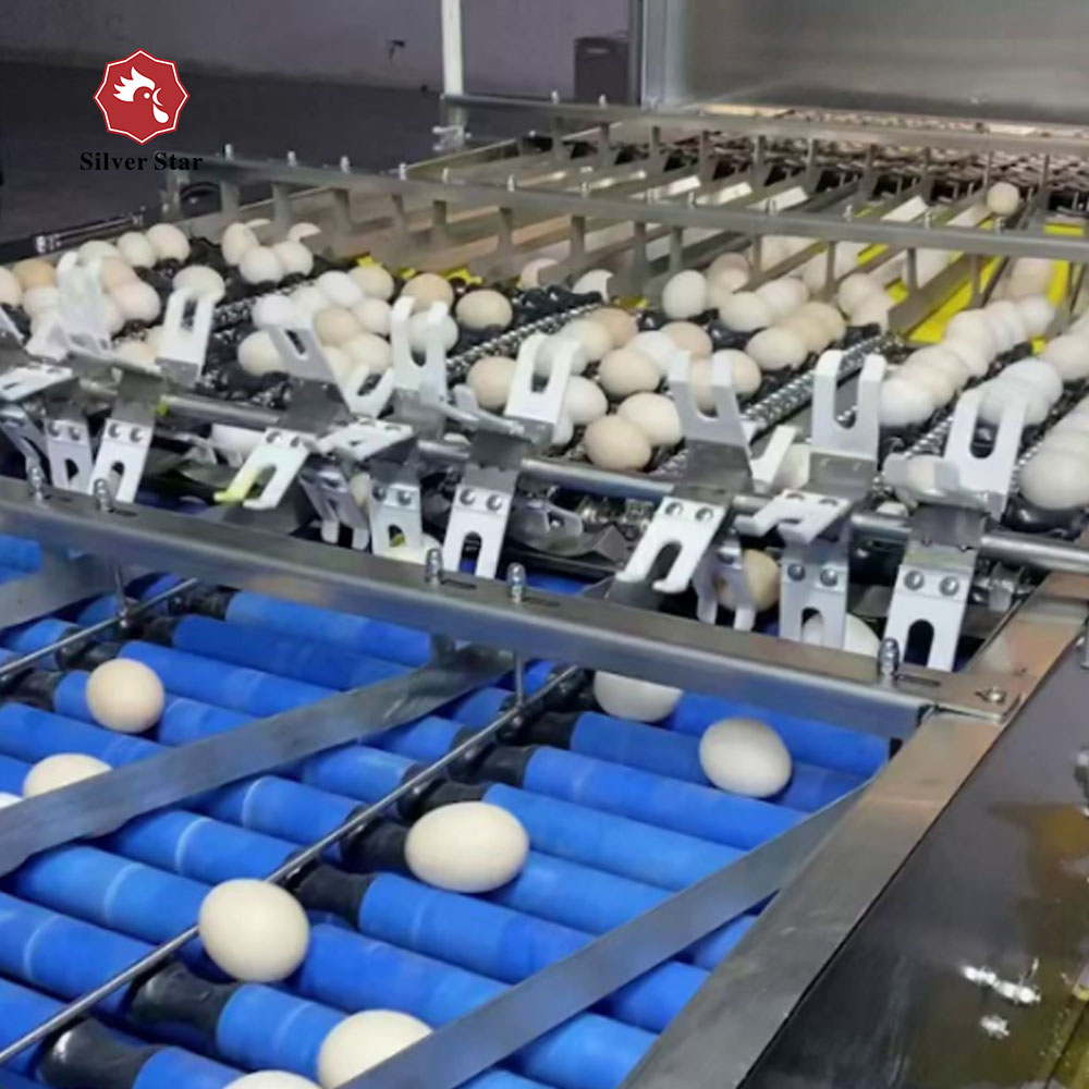 Машина для упаковки яиц 4000-60000 шт/час – автоматическое оборудование для птицефабрики