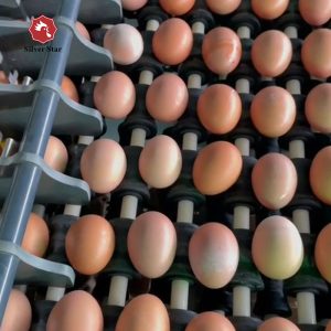 цена машины для упаковки яиц