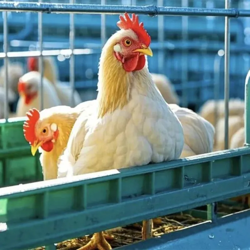 Перспективы развития индустрии птицеводства: в первой половине года было выведено на рынок 8,14 миллиарда птиц, что является рекордным показателем производственных мощностей. Переход от конкуренции по масштабам к конкуренции по ценности.