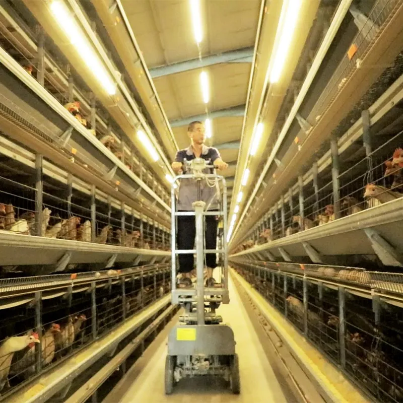 Хэбэй, Гуантао: технологии позволяют перейти от простого разведения кур к интеллектуальному подходу к их уходу.