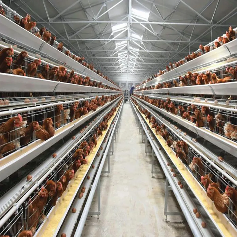 Клетка для кур-несушек из оцинкованной стали Q235A