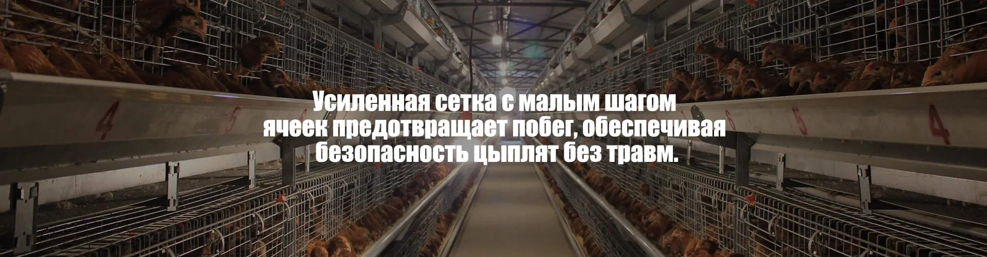 Ускоряется процесс повышения качества и эффективности в животноводстве.