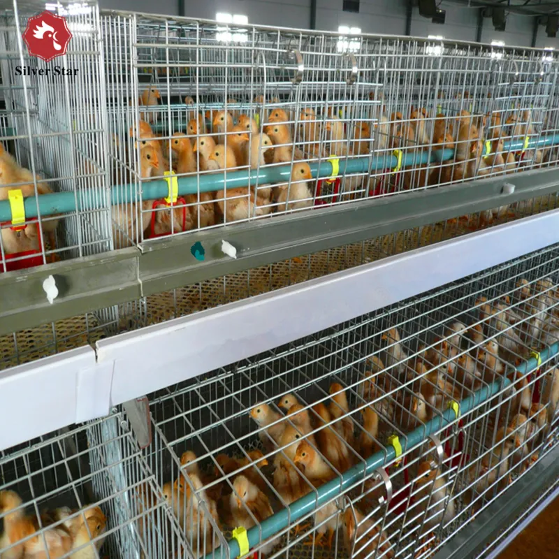 Клетка для цыплят на 40 000 голов