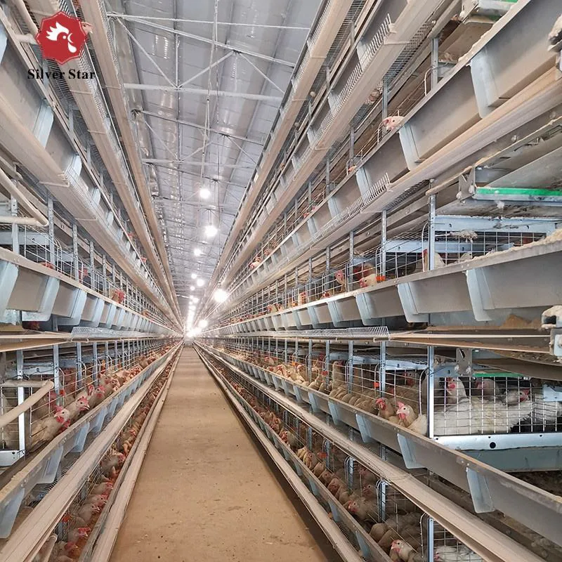 Полностью автоматические клетки для несушек для современных ферм