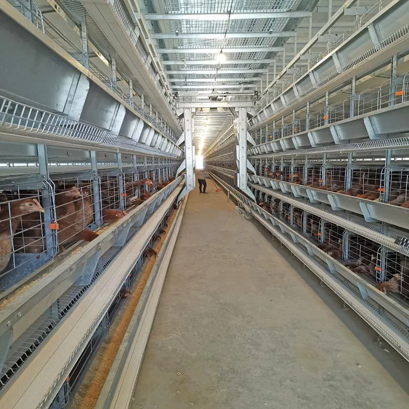 Полностью автоматические клетки для несушек для современных ферм