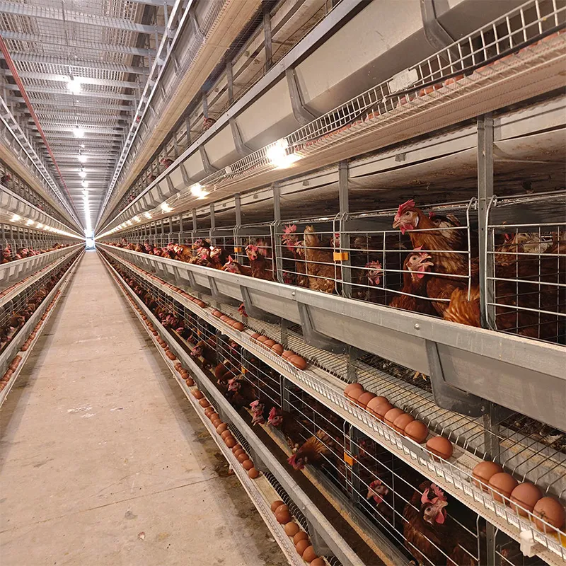 Усовершенствованная клетка для цыплят в возрасте 1 день (3–8 ярусов) для молодняка несушек