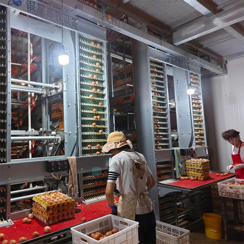 Усовершенствованная клетка для цыплят в возрасте 1 день (3–8 ярусов) для молодняка несушек