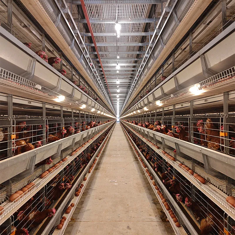Усовершенствованная клетка для цыплят в возрасте 1 день (3–8 ярусов) для молодняка несушек