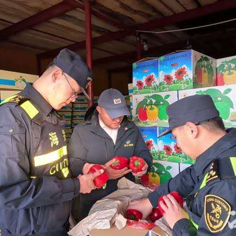 Сезонный пик экспорта плодоовощной продукции через погранпереход Хоргос: ежедневно до тысячи тонн свежих овощей и фруктов направляется в Центральную Азию
