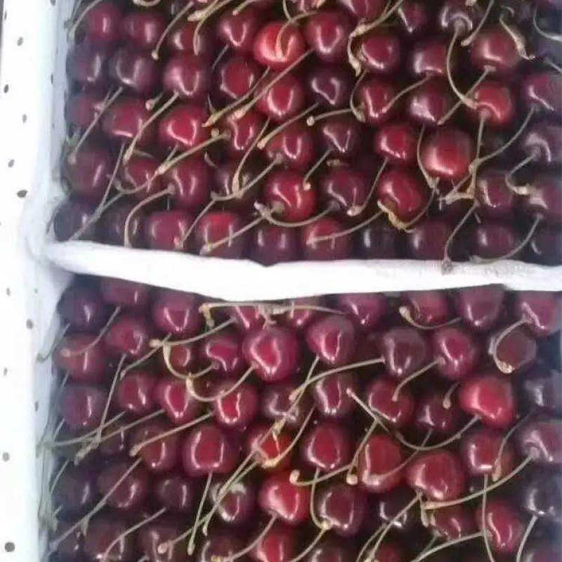 Ускорение развития холодовой логистики сельхозпродукции между Китаем и Кыргызстаном: в первом квартале 2026 года кыргызский экспорт в Китай вырос на 60%