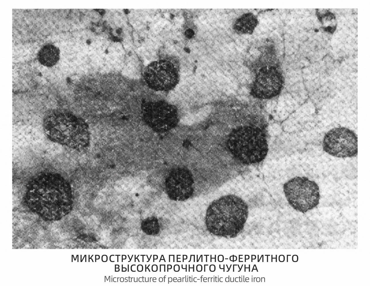 Microstructure of pearlitic ferritic ductile iron