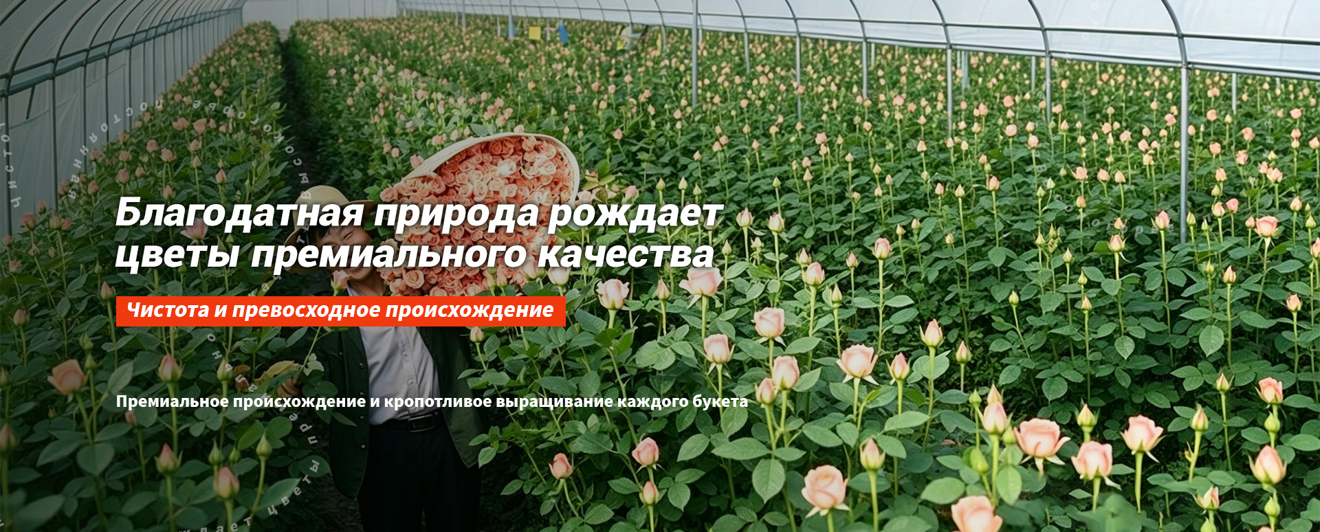 Одноголовые розы-banner2