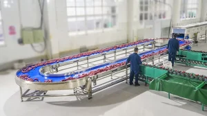 линия сортировки сладкого картофеля
