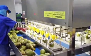 машина для очистки манго