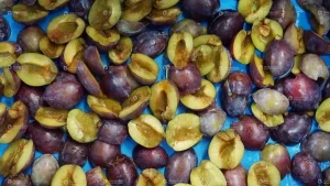 Машина для удаления косточек из чернослива