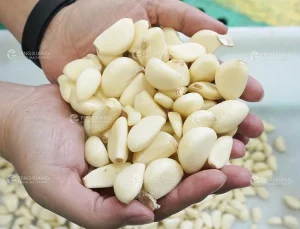 машина для очистки чеснока