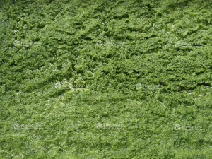 машина для резки пандана