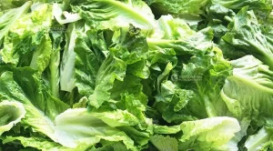 Машина для мойки овощей
