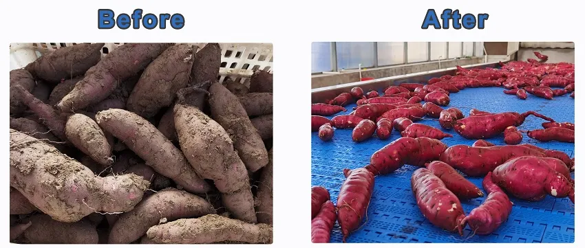 Машина для стирки таро, барабанная машина для мойки корнеплодов