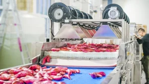 линия сушки сладкого картофеля