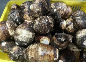 линия по переработке таро