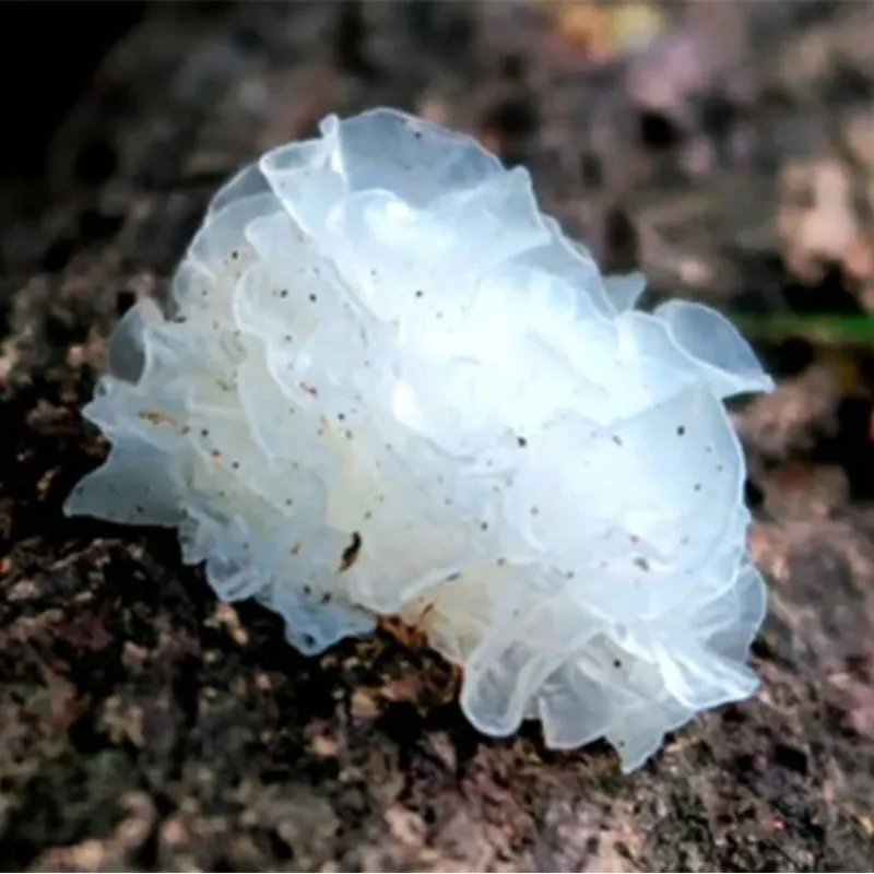 Тунцзянская тремелла: новый выбор для здоровья в российско-китайском трансграничном сотрудничестве, «восточное растительное золото», побеждающее грипп и кашель