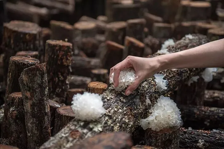 （Древесный гриб Муэр: 7-летний дуб, 4 месяца естественного роста）