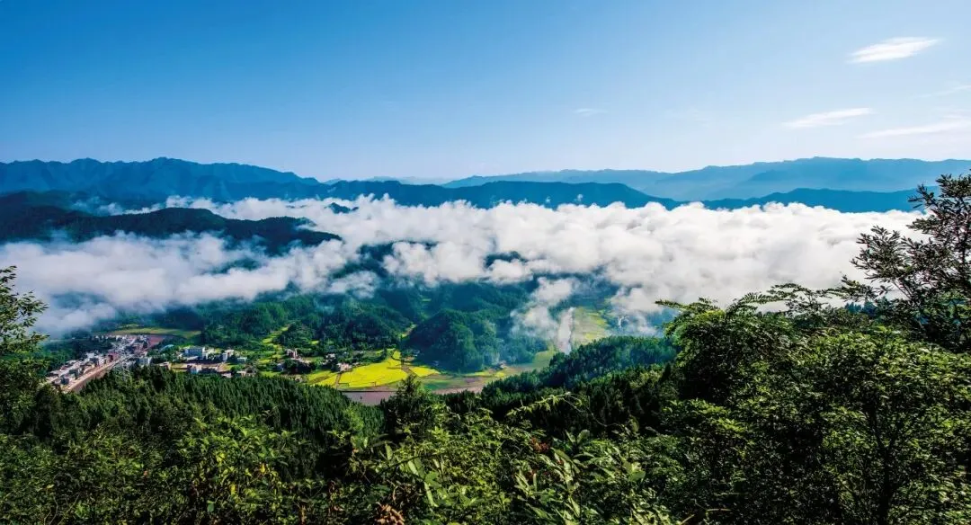 Родина серебряного гриба Тунцзян
(Девять изгибов, восемнадцать холмов)